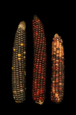 Corncorn