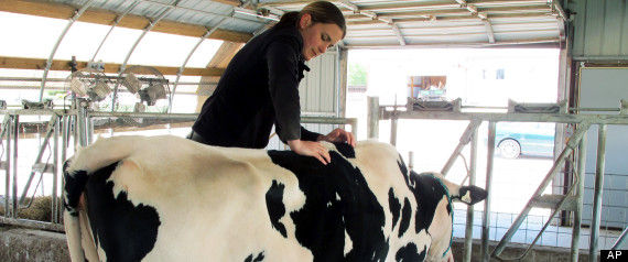 R-dairy-cow-massage-large570