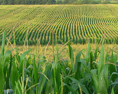 Cornfield_by_fishhawk