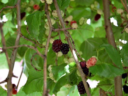 20120608-mulberries-closeup