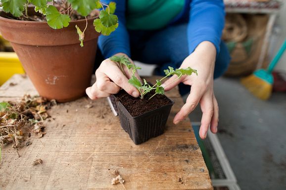 Potting_cut_geranium