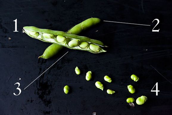 Fava_beans_1
