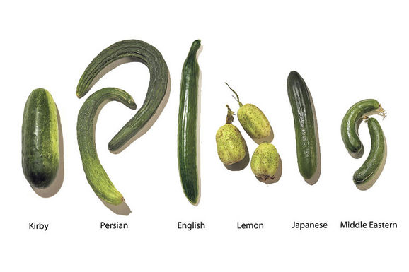Knowyourcukes