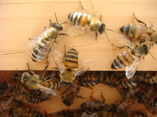 Honeybees