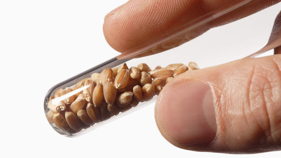 1280-genetically-modified-food-fat-obesity
