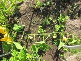 Just Eat It: Using All of the Crops You Grow
