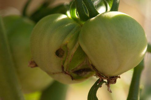 Tomatoproblembymynechimki.png.492x0_q85_crop-smart