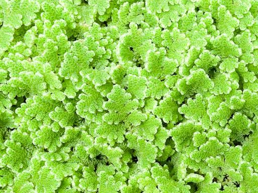 2012_07_20-azolla