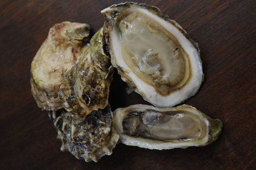 Oysters