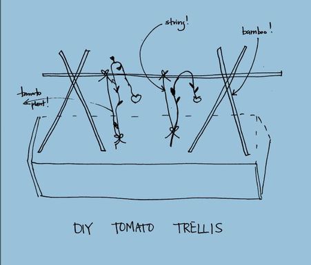 Diy_tomato_trellis