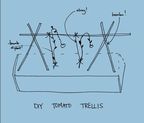 Tomato DIY: Pruning and Trellises