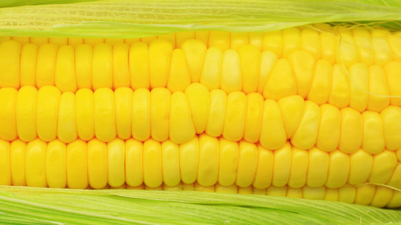 1280-monsanto-corn-wal-mart-genetically-modified-debate