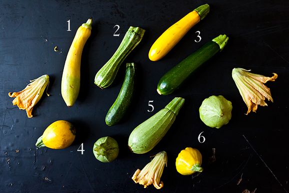 Summer_squash_1