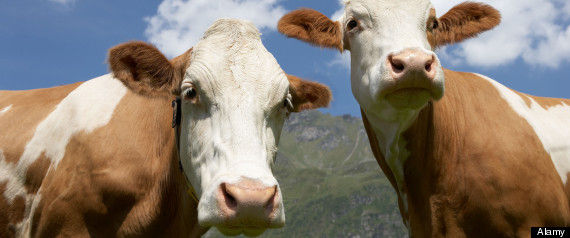 R-candy-cattle-drought-large570