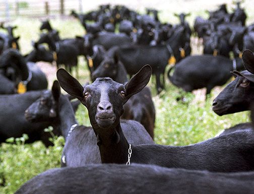 Goats_0