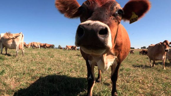 Video-kristof-farm-articlelarge