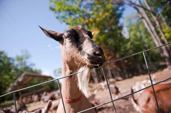 Goat-sassy-nanny