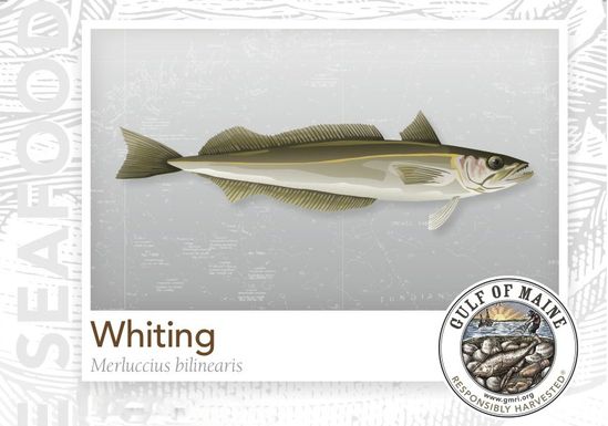 Whiting