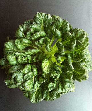 Tatsoi