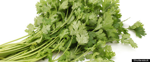 R-cilantro-gene-large570