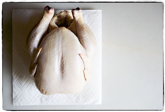 The-big-bird1