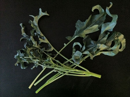 Spigarolla-broccoli3
