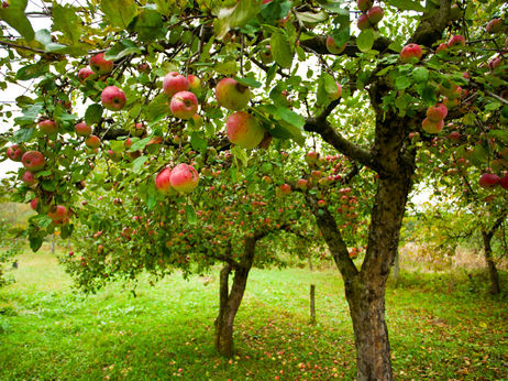 Apple-tree-056fb57ed927bf3668ef04e5b9850e99363b87fe-s3