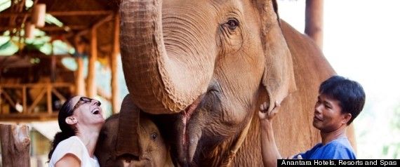 R-elephant-dung-coffee-large570