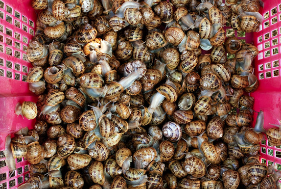 Snail-rancher-nyt