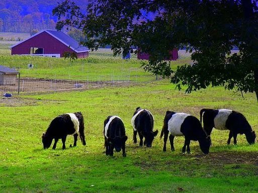 Scanticvalleyfarm