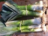 Aw Snaps: Immerfrost Farm