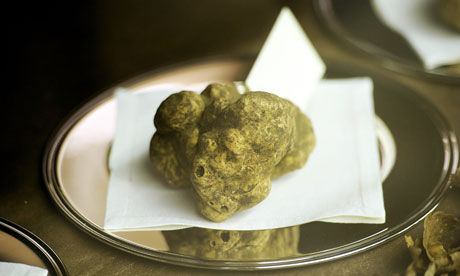 A-white-truffle-008