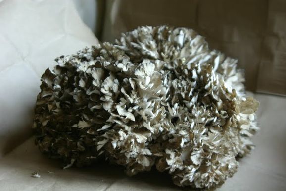 Mushroom