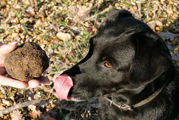Ciska-truffle-hunting