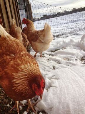 Snowychickens