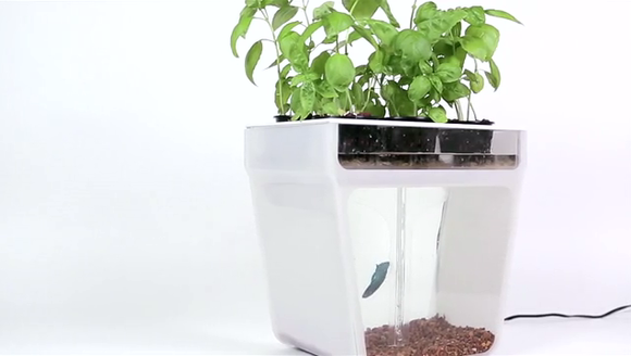 Aquaponics-garden