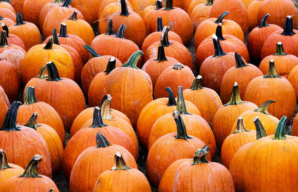 Pumpkins-npr