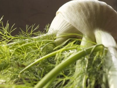 Fennel