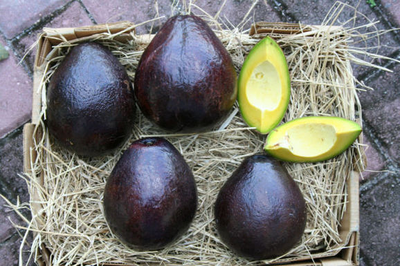 Avocado