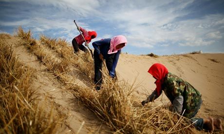 Chinese-farm-workers-007