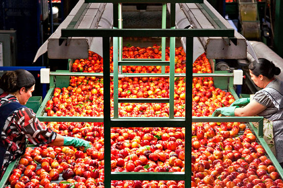 0107-food-safety-630x420