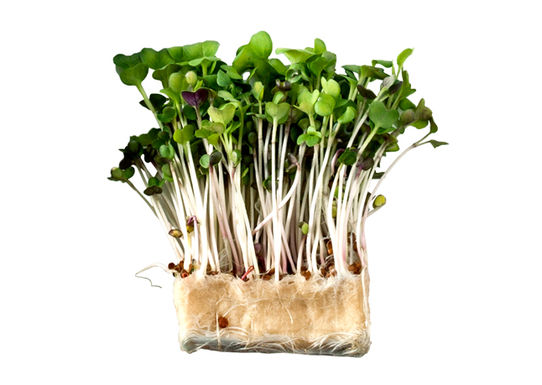 No-herbs-no-problem-646