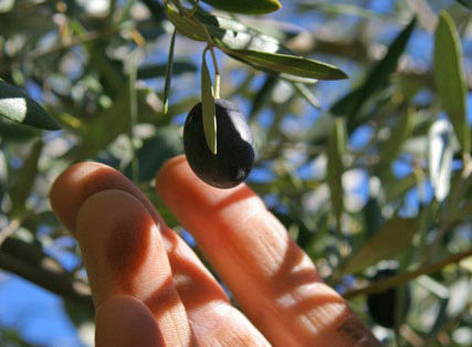 Mission-olives-copyright-scrumptious-pantry1_0