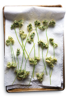 7-sav100-curly-parsley_tc_500x750