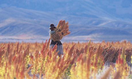 Quinoa-harvest-in-bolivia-008