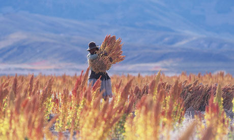 Quinoa-harvest-in-bolivia-008