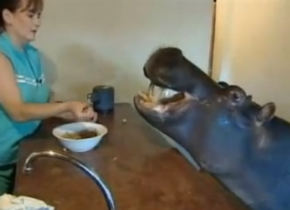 Hippo_kitchen