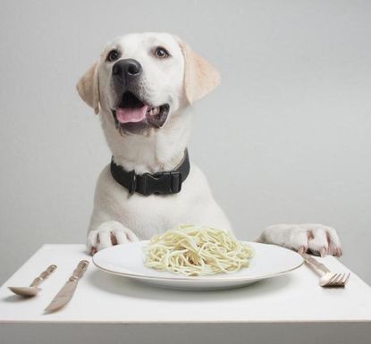 Dog1_custom-2253af7eb8b0e599851d2cdfb19829468a93ed52-s4