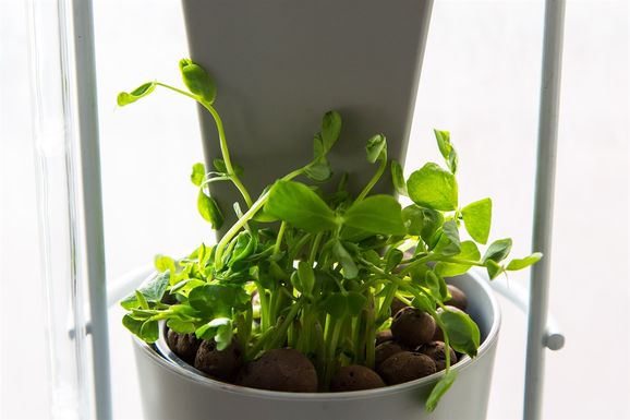 Windowfarms2