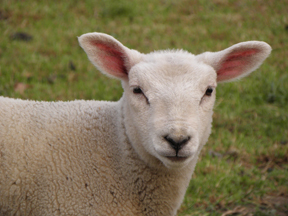 Lamb3